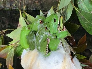 これがカエルの衝撃写真だぁー！！