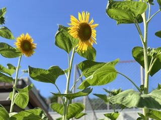 津長谷山学園ひまわり畑