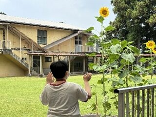ひまわり成長