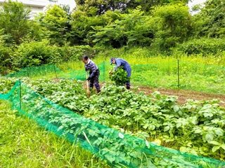 じゃがいも採れたー！