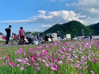 コスモス畑