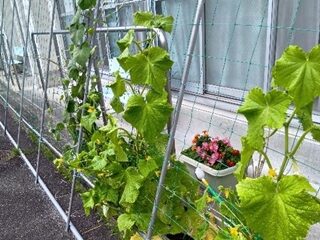 立派なきゅうりに感動！
